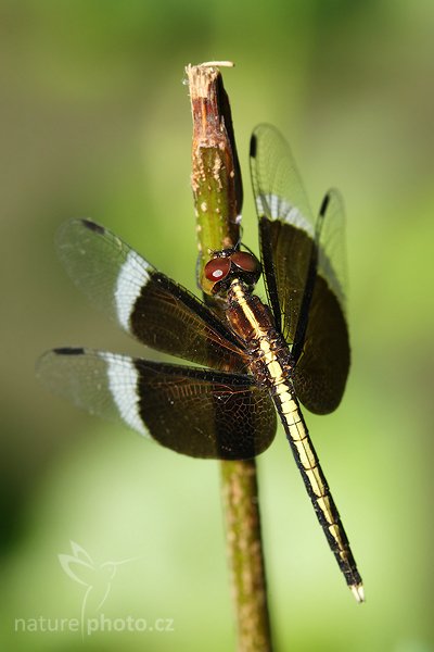 Pied Parasol (Neurothemis tullia), Pied Parasol (Neurothemis tullia), Autor: Ondřej Prosický | NaturePhoto.cz, Model: Canon EOS-1D Mark III, Objektiv: Canon EF 100mm f/2.8 Macro USM, Ohnisková vzdálenost (EQ35mm): 130 mm, fotografováno z ruky, Clona: 8.0, Doba expozice: 1/320 s, ISO: 400, Kompenzace expozice: -1 1/3, Blesk: Ne, Vytvořeno: 29. listopadu 2007 8:24:07, Tissamaharama (Sri Lanka)