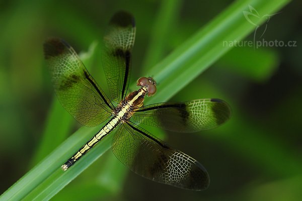 Pied Parasol (Neurothemis tullia), Pied Parasol (Neurothemis tullia), Autor: Ondřej Prosický | NaturePhoto.cz, Model: Canon EOS-1D Mark III, Objektiv: Canon EF 100mm f/2.8 Macro USM, Ohnisková vzdálenost (EQ35mm): 130 mm, fotografováno z ruky, Clona: 4.5, Doba expozice: 1/125 s, ISO: 400, Kompenzace expozice: -1, Blesk: Ne, Vytvořeno: 6. prosince 2007 14:36:54, Tissamaharama (Sri Lanka)