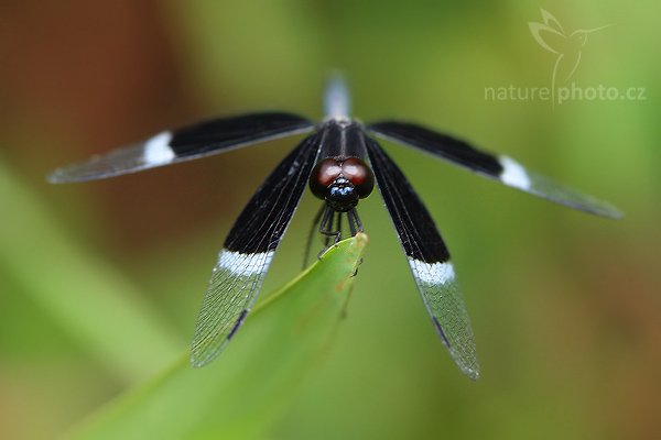 Pied Parasol (Neurothemis tullia), Pied Parasol (Neurothemis tullia), Autor: Ondřej Prosický | NaturePhoto.cz, Model: Canon EOS-1D Mark III, Objektiv: Canon EF 100mm f/2.8 Macro USM, Ohnisková vzdálenost (EQ35mm): 130 mm, fotografováno z ruky, Clona: 5.0, Doba expozice: 1/160 s, ISO: 800, Kompenzace expozice: -2/3, Blesk: Ano, Vytvořeno: 1. prosince 2007 15:05:17, Tissamaharama (Sri Lanka)