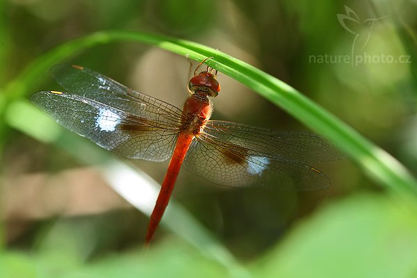 Foggy-winged Twister (Tholymis tillarga), Foggy-winged Twister (Tholymis tillarga), Autor: Ondřej Prosický | NaturePhoto.cz, Model: Canon EOS-1D Mark III, Objektiv: Canon EF 100mm f/2.8 Macro USM, Ohnisková vzdálenost (EQ35mm): 130 mm, fotografováno z ruky, Clona: 5.0, Doba expozice: 1/125 s, ISO: 400, Kompenzace expozice: 0, Blesk: Ano, Vytvořeno: 27. listopadu 2007 14:25:53, Tissamaharama (Sri Lanka)