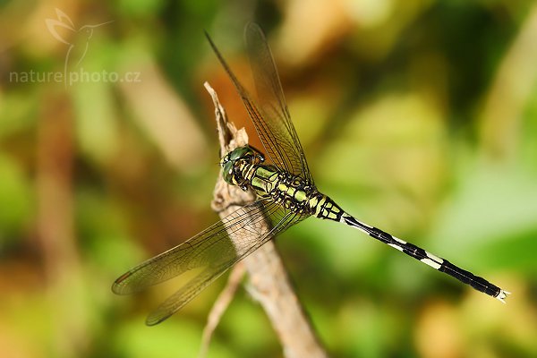 Green Skimmer (Orthetrum sabina), Green Skimmer (Orthetrum sabina), Autor: Ondřej Prosický | NaturePhoto.cz, Model: Canon EOS-1D Mark III, Objektiv: Canon EF 100mm f/2.8 Macro USM, Ohnisková vzdálenost (EQ35mm): 130 mm, fotografováno z ruky, Clona: 7.1, Doba expozice: 1/320 s, ISO: 160, Kompenzace expozice: -1/3, Blesk: Ne, Vytvořeno: 7. prosince 2007 14:26:55, Tissamaharama (Sri Lanka)