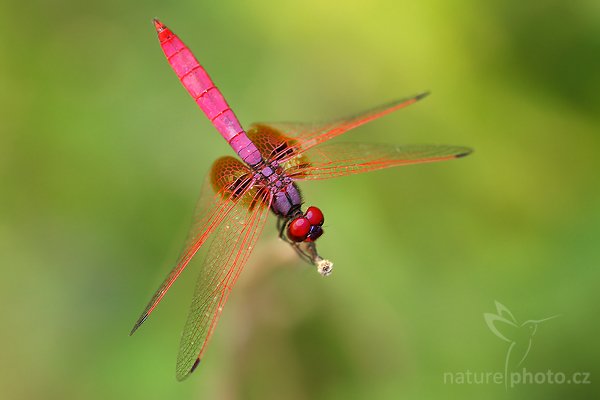 Crimson dropwing (Trithemis aurora), Crimson dropwing (Trithemis aurora), Autor: Ondřej Prosický | NaturePhoto.cz, Model: Canon EOS-1D Mark III, Objektiv: Canon EF 100mm f/2.8 Macro USM, Ohnisková vzdálenost (EQ35mm): 130 mm, fotografováno z ruky, Clona: 5.0, Doba expozice: 1/100 s, ISO: 320, Kompenzace expozice: 0, Blesk: Ano, Vytvořeno: 4. prosince 2007 14:19:09, Uda Walawe (Sri Lanka)