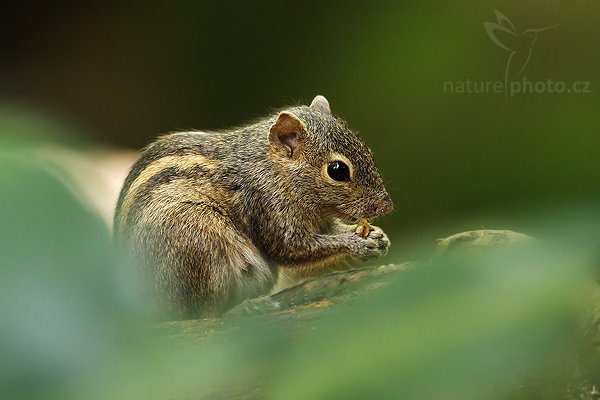 Veverka pětipásá (Funambulus pennanti), Veverka pětipásá (Funambulus pennanti), Five-striped Squirrel, Autor: Ondřej Prosický | NaturePhoto.cz, Model: Canon EOS-1D Mark III, Objektiv: Canon EF 400mm f/5.6 L USM, Ohnisková vzdálenost (EQ35mm): 520 mm, stativ Gitzo 1227 LVL, Clona: 5.6, Doba expozice: 1/100 s, ISO: 1000, Kompenzace expozice: -1, Blesk: Ne, Vytvořeno: 25. listopadu 2007 8:48:38, Colombo (Sri Lanka)