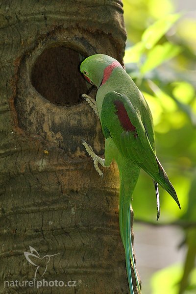 Alexander velký (Psittacula eupatria), Alexander velký (Psittacula eupatria), Alexandrine Parakeet, Autor: Ondřej Prosický | NaturePhoto.cz, Model: Canon EOS-1D Mark III, Objektiv: Canon EF 400mm f/5.6 L USM, Ohnisková vzdálenost (EQ35mm): 520 mm, stativ Gitzo 1227 LVL, Clona: 5.6, Doba expozice: 1/300 s, ISO: 1000, Kompenzace expozice: -1 1/3, Blesk: Ano, Vytvořeno: 25. listopadu 2007 8:58:21, Colombo (Sri Lanka)