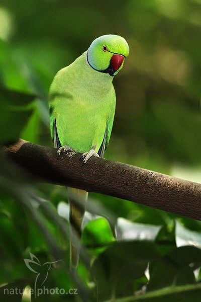 Alexander malý (Psittacula krameri), Alexandr malý (Psittacula krameri), Rose-ringed Parakeet, Autor: Ondřej Prosický | NaturePhoto.cz, Model: Canon EOS-1D Mark III, Objektiv: Canon EF 400mm f/5.6 L USM, Ohnisková vzdálenost (EQ35mm): 520 mm, stativ Gitzo 1227 LVL, Clona: 5.6, Doba expozice: 1/300 s, ISO: 1000, Kompenzace expozice: -1 1/3, Blesk: Ano, Vytvořeno: 25. listopadu 2007 8:53:39, Colombo (Sri Lanka)