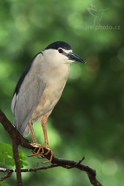 Kvakoš noční (Nycticorax nycticorax), Kvakoš noční (Nycticorax nycticorax) Night Heron, Autor: Ondřej Prosický | NaturePhoto.cz, Model: Canon EOS-1D Mark III, Objektiv: Canon EF 400mm f/5.6 L USM, Ohnisková vzdálenost (EQ35mm): 520 mm, stativ Gitzo 1227 LVL, Clona: 6.3, Doba expozice: 1/125 s, ISO: 400, Kompenzace expozice: -2/3, Blesk: Ano, Vytvořeno: 25. listopadu 2007 8:31:10, Colombo (Sri Lanka)