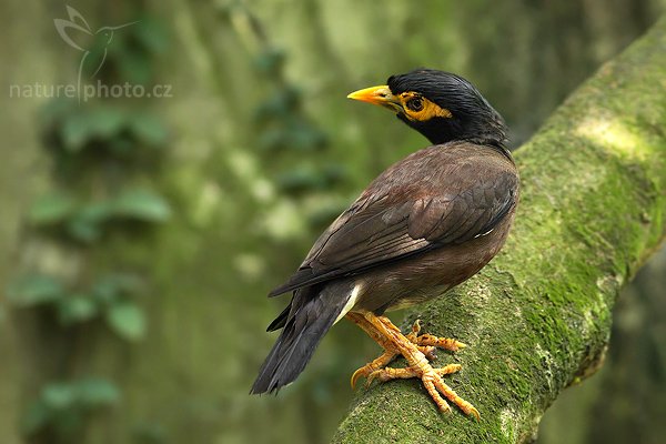 Majna obecná (Acridotheres tristis melanostermus), Majna obecná (Acridotheres tristis melanostermus), Common Myna, Autor: Ondřej Prosický | NaturePhoto.cz, Model: Canon EOS-1D Mark III, Objektiv: Canon EF 400mm f/5.6 L USM, Ohnisková vzdálenost (EQ35mm): 520 mm, stativ Gitzo 1227 LVL, Clona: 5.6, Doba expozice: 1/160 s, ISO: 1000, Kompenzace expozice: -1, Blesk: Ne, Vytvořeno: 25. listopadu 2007 8:47:54, Colombo (Sri Lanka)