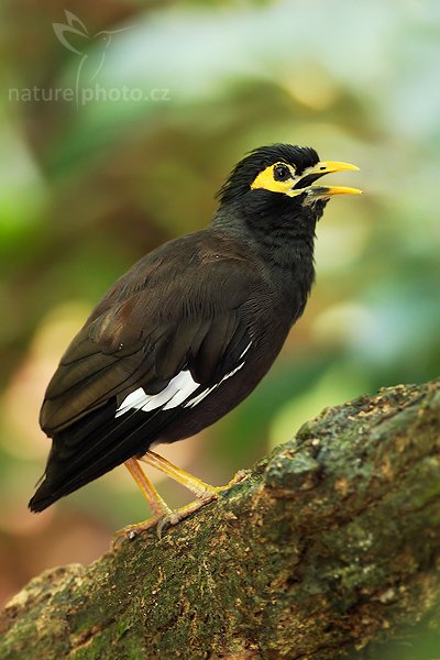 Majna obecná (Acridotheres tristis melanostermus), Majna obecná (Acridotheres tristis melanostermus), Common Myna, Autor: Ondřej Prosický | NaturePhoto.cz, Model: Canon EOS-1D Mark III, Objektiv: Canon EF 400mm f/5.6 L USM, Ohnisková vzdálenost (EQ35mm): 520 mm, stativ Gitzo 1227 LVL, Clona: 5.6, Doba expozice: 1/60 s, ISO: 1000, Kompenzace expozice: 0, Blesk: Ano, Vytvořeno: 25. listopadu 2007 9:08:17, Colombo (Sri Lanka)