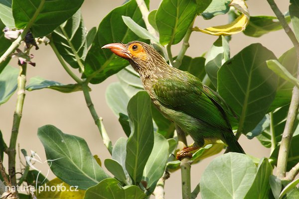 Vousák hnědohlavý (Megalaima zeylanica), Vousák hnědohlavý (Megalaima zeylanica), Brown-headed Barbet, Autor: Ondřej Prosický | NaturePhoto.cz, Model: Canon EOS-1D Mark III, Objektiv: Canon EF 400mm f/5.6 L USM, Ohnisková vzdálenost (EQ35mm): 520 mm, stativ Gitzo 1227 LVL, Clona: 7.1, Doba expozice: 1/200 s, ISO: 160, Kompenzace expozice: -1/3, Blesk: Ne, Vytvořeno: 27. listopadu 2007 10:34:40, Tissahamarama (Sri Lanka)