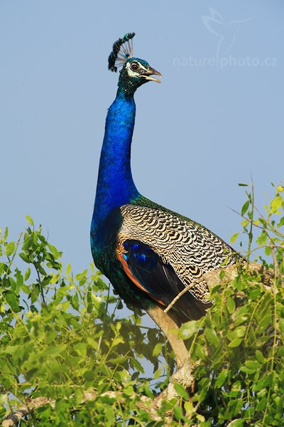 Páv korunkatý (Pavo cristatus), Páv korunkatý (Pavo cristatus), Indian Peafowl, Autor: Ondřej Prosický | NaturePhoto.cz, Model: Canon EOS-1D Mark III, Objektiv: Canon EF 400mm f/5.6 L USM, Ohnisková vzdálenost (EQ35mm): 520 mm, stativ Gitzo 1227 LVL, Clona: 6.3, Doba expozice: 1/1000 s, ISO: 400, Kompenzace expozice: 0, Blesk: Ne, Vytvořeno: 28. listopadu 2007 8:04:46, Bundala National Park (Sri Lanka)