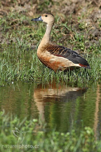 Husička malá (Dendrocygna javanica), Husička malá (Dendrocygna javanica), Lesser Whistling-Duck, Autor: Ondřej Prosický | NaturePhoto.cz, Model: Canon EOS-1D Mark III, Objektiv: Canon EF 400mm f/5.6 L USM, Ohnisková vzdálenost (EQ35mm): 520 mm, stativ Gitzo 1227 LVL, Clona: 6.3, Doba expozice: 1/640 s, ISO: 400, Kompenzace expozice: 0, Blesk: Ne, Vytvořeno: 28. listopadu 2007 8:50:21, Bundala National Park (Sri Lanka)