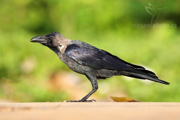 Vrána domácí (Corvus splendens), Vrána domácí (Corvus splendens), House Crow, Autor: Ondřej Prosický | NaturePhoto.cz, Model: Canon EOS-1D Mark III, Objektiv: Canon EF 400mm f/5.6 L USM, Ohnisková vzdálenost (EQ35mm): 520 mm, stativ Gitzo 1227 LVL, Clona: 6.3, Doba expozice: 1/500 s, ISO: 400, Kompenzace expozice: +1/3, Blesk: Ne, Vytvořeno: 25. listopadu 2007 13:05:33, Colombo (Sri Lanka)