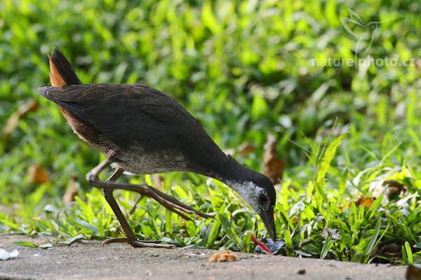 Chřástal běloprsý (Amaurornis phoenicurus phoenicurus), Chřástal běloprsý (Amaurornis phoenicurus phoenicurus), White-breasted Waterhen, Autor: Ondřej Prosický | NaturePhoto.cz, Model: Canon EOS-1D Mark III, Objektiv: Canon EF 400mm f/5.6 L USM, Ohnisková vzdálenost (EQ35mm): 520 mm, stativ Gitzo 1227 LVL, Clona: 7.1, Doba expozice: 1/250 s, ISO: 1000, Kompenzace expozice: -2/3, Blesk: Ne, Vytvořeno: 25. listopadu 2007 11:49:17, Colombo (Sri Lanka)