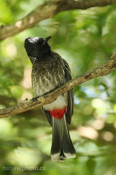 Bulbul šupinkový (Pycnonotus cafer), Bulbul šupinkový (Pycnonotus cafer), Red-vendet Bulbul, Autor: Ondřej Prosický | NaturePhoto.cz, Model: Canon EOS-1D Mark III, Objektiv: Canon EF 400mm f/5.6 L USM, Ohnisková vzdálenost (EQ35mm): 520 mm, stativ Gitzo 1227 LVL, Clona: 5.6, Doba expozice: 1/100 s, ISO: 1000, Kompenzace expozice: 0, Blesk: Ano, Vytvořeno: 25. listopadu 2007 9:28:35, Colombo (Sri Lanka)