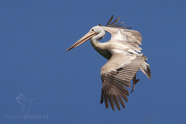 Pelikán skvrnozobý (Pelecanus philippensis), Pelikán skvrnozobý (Pelecanus philippensis), Spot-billed Pelican, Autor: Ondřej Prosický | NaturePhoto.cz, Model: Canon EOS-1D Mark III, Objektiv: Canon EF 400mm f/5.6 L USM, Ohnisková vzdálenost (EQ35mm): 520 mm, fotografováno z ruky, Clona: 6.3, Doba expozice: 1/6400 s, ISO: 400, Kompenzace expozice: -1, Blesk: Ne, Vytvořeno: 25. listopadu 2007 10:41:26, Colombo (Sri Lanka)