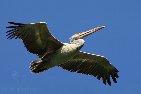 Pelikán skvrnozobý (Pelecanus philippensis), Pelikán skvrnozobý (Pelecanus philippensis), Spot-billed Pelican, Autor: Ondřej Prosický | NaturePhoto.cz, Model: Canon EOS-1D Mark III, Objektiv: Canon EF 400mm f/5.6 L USM, Ohnisková vzdálenost (EQ35mm): 520 mm, fotografováno z ruky, Clona: 7.1, Doba expozice: 1/1600 s, ISO: 400, Kompenzace expozice: -2/3, Blesk: Ne, Vytvořeno: 25. listopadu 2007 11:21:54, Colombo (Sri Lanka)