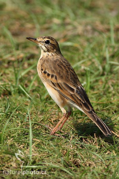 Linduška mongolská (Anthus godlewskii), Linduška mongolská (Anthus godlewskii), The Blyth""s Pipit, Autor: Ondřej Prosický | NaturePhoto.cz, Model: Canon EOS-1D Mark III, Objektiv: Canon EF 400mm f/5.6 L USM, Ohnisková vzdálenost (EQ35mm): 520 mm, stativ Gitzo 1227 LVL, Clona: 5.6, Doba expozice: 1/800 s, ISO: 320, Kompenzace expozice: 0, Blesk: Ne, Vytvořeno: 28. listopadu 2007 10:01:44, Bundala National Park (Sri Lanka)
