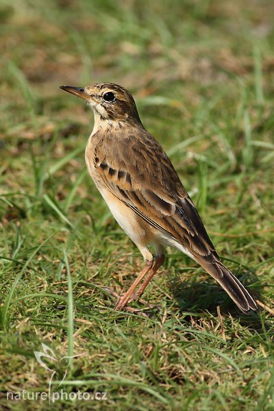 Linduška mongolská (Anthus godlewskii), Linduška mongolská (Anthus godlewskii), The Blyth""s Pipit, Autor: Ondřej Prosický | NaturePhoto.cz, Model: Canon EOS-1D Mark III, Objektiv: Canon EF 400mm f/5.6 L USM, Ohnisková vzdálenost (EQ35mm): 520 mm, stativ Gitzo 1227 LVL, Clona: 5.6, Doba expozice: 1/800 s, ISO: 320, Kompenzace expozice: 0, Blesk: Ne, Vytvořeno: 28. listopadu 2007 10:01:44, Bundala National Park (Sri Lanka)