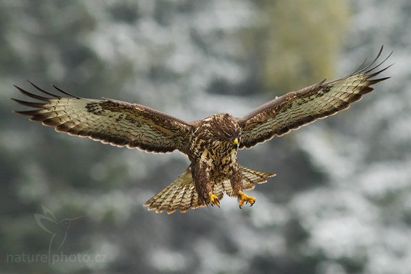 Káně lesní (Buteo buteo), Káně lesní (Buteo buteo), Common Buzzard, Autor: Ondřej Prosický | NaturePhoto.cz, Model: Canon EOS-1D Mark III, Objektiv: Canon EF 200mm f/2.8 L USM + TC Canon 1,4x, Ohnisková vzdálenost (EQ35mm): 364 mm, stativ Gitzo 1227 LVL, Clona: 5.0, Doba expozice: 1/640 s, ISO: 500, Kompenzace expozice: 0, Blesk: Ano, Vytvořeno: 21. října 2007 11:25:06, sokolnicky vedený pták, Vysočina (Česko)