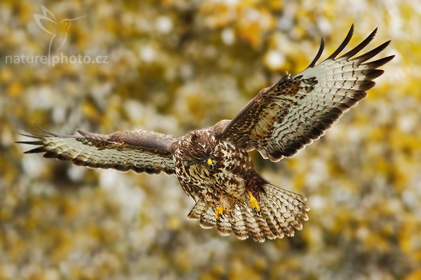 Káně lesní (Buteo buteo), Káně lesní (Buteo buteo), Common Buzzard, Autor: Ondřej Prosický | NaturePhoto.cz, Model: Canon EOS-1D Mark III, Objektiv: Canon EF 200mm f/2.8 L USM + TC Canon 1,4x, Ohnisková vzdálenost (EQ35mm): 364 mm, stativ Gitzo 1227 LVL, Clona: 4.5, Doba expozice: 1/800 s, ISO: 500, Kompenzace expozice: 0, Blesk: Ano, Vytvořeno: 21. října 2007 11:08:28, sokolnicky vedený pták, Vysočina (Česko)