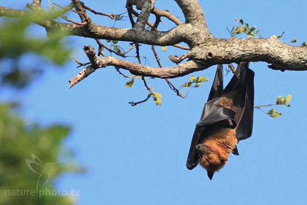 Kaloň indický (Pteropus giganteus), Kaloň indický (Pteropus giganteus), Giant Indian Fruit Bat, Autor: Ondřej Prosický | NaturePhoto.cz, Model: Canon EOS-1D Mark III, Objektiv: Canon EF 400mm f/5.6 L USM, Ohnisková vzdálenost (EQ35mm): 520 mm, stativ Gitzo 1227 LVL, Clona: 5.6, Doba expozice: 1/640 s, ISO: 640, Kompenzace expozice: +1, Blesk: Ne, Vytvořeno: 28. listopadu 2007 16:09:55, Tissahamarama (Sri Lanka)