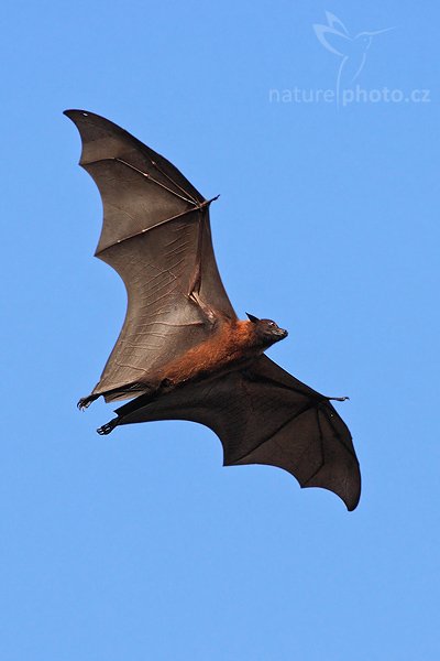 Kaloň indický (Pteropus giganteus), Kaloň indický (Pteropus giganteus), Giant Indian Fruit Bat, Autor: Ondřej Prosický | NaturePhoto.cz, Model: Canon EOS-1D Mark III, Objektiv: Canon EF 400mm f/5.6 L USM, Ohnisková vzdálenost (EQ35mm): 520 mm, stativ Gitzo 1227 LVL, Clona: 6.3, Doba expozice: 1/1250 s, ISO: 640, Kompenzace expozice: +1, Blesk: Ne, Vytvořeno: 28. listopadu 2007 16:17:15, Tissahamarama (Sri Lanka)