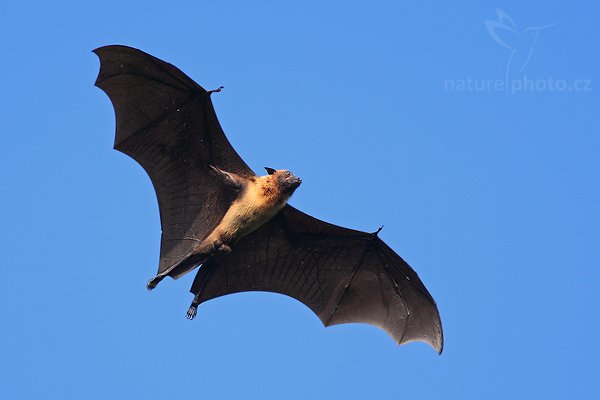 Kaloň indický (Pteropus giganteus), Kaloň indický (Pteropus giganteus), Giant Indian Fruit Bat, Autor: Ondřej Prosický | NaturePhoto.cz, Model: Canon EOS-1D Mark III, Objektiv: Canon EF 400mm f/5.6 L USM, Ohnisková vzdálenost (EQ35mm): 520 mm, stativ Gitzo 1227 LVL, Clona: 5.6, Doba expozice: 1/1250 s, ISO: 640, Kompenzace expozice: +1, Blesk: Ne, Vytvořeno: 28. listopadu 2007 16:14:42, Tissahamarama (Sri Lanka)