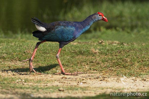 Slípka modrá (Porphyrio porphyrio), Slípka modrá (Porphyrio porphyrio), Purple Swamphen, Autor: Ondřej Prosický | NaturePhoto.cz, Model: Canon EOS-1D Mark III, Objektiv: Canon EF 400mm f/5.6 L USM, Ohnisková vzdálenost (EQ35mm): 520 mm, stativ Gitzo 1227 LVL, Clona: 6.3, Doba expozice: 1/800 s, ISO: 400, Kompenzace expozice: 0, Blesk: Ne, Vytvořeno: 28. listopadu 2007 8:54:18, Bundala National Park (Sri Lanka)