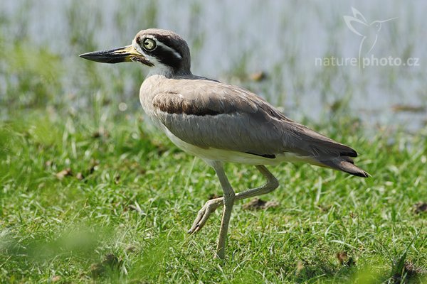 Dytík křivozobý (Esacus recurvirostris), Dytík křivozobý (Esacus recurvirostris), Great Thick-knee, Autor: Ondřej Prosický | NaturePhoto.cz, Model: Canon EOS-1D Mark III, Objektiv: Canon EF 400mm f/5.6 L USM, Ohnisková vzdálenost (EQ35mm): 520 mm, stativ Gitzo 1227 LVL, Clona: 6.3, Doba expozice: 1/1000 s, ISO: 250, Kompenzace expozice: -1/3, Blesk: Ne, Vytvořeno: 28. listopadu 2007 9:13:53, Bundala National Park (Sri Lanka)