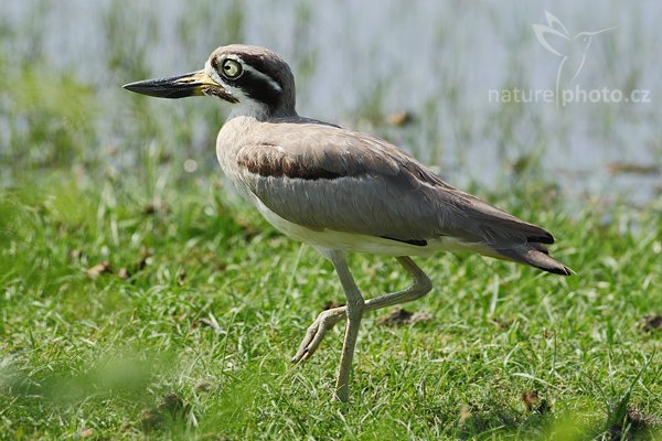 Dytík křivozobý (Esacus recurvirostris), Dytík křivozobý (Esacus recurvirostris), Great Thick-knee, Autor: Ondřej Prosický | NaturePhoto.cz, Model: Canon EOS-1D Mark III, Objektiv: Canon EF 400mm f/5.6 L USM, Ohnisková vzdálenost (EQ35mm): 520 mm, stativ Gitzo 1227 LVL, Clona: 6.3, Doba expozice: 1/1000 s, ISO: 250, Kompenzace expozice: -1/3, Blesk: Ne, Vytvořeno: 28. listopadu 2007 9:13:53, Bundala National Park (Sri Lanka)