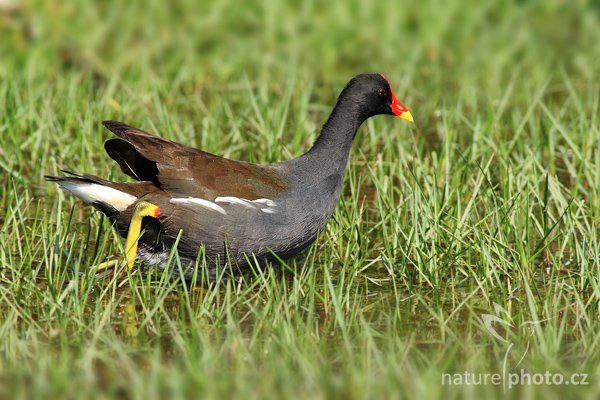 Slípka zelenonohá (Gallinula chloropus indica), Slípka zelenonohá (Gallinula chloropus indica), Common Moorthen, Autor: Ondřej Prosický | NaturePhoto.cz, Model: Canon EOS-1D Mark III, Objektiv: Canon EF 400mm f/5.6 L USM, Ohnisková vzdálenost (EQ35mm): 520 mm, stativ Gitzo 1227 LVL, Clona: 6.3, Doba expozice: 1/400 s, ISO: 250, Kompenzace expozice: -1/3, Blesk: Ne, Vytvořeno: 28. listopadu 2007 9:11:37, Bundala National Park (Sri Lanka)