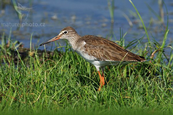 Vodouš rudonohý (Tringa totanus), Vodouš rudonohý (Tringa totanus), Common Redshank, Autor: Ondřej Prosický | NaturePhoto.cz, Model: Canon EOS-1D Mark III, Objektiv: Canon EF 400mm f/5.6 L USM, Ohnisková vzdálenost (EQ35mm): 520 mm, stativ Gitzo 1227 LVL, Clona: 6.3, Doba expozice: 1/500 s, ISO: 200, Kompenzace expozice: -1/3, Blesk: Ne, Vytvořeno: 28. listopadu 2007 9:24:24, Bundala National Park (Sri Lanka)