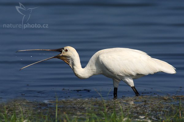 Kolpík bílý eurasijský (Platalea leucorodia), Kolpík bílý eurasijský (Platalea leucorodia leucorodia), Eurasian Spoonbill, Autor: Ondřej Prosický | NaturePhoto.cz, Model: Canon EOS-1D Mark III, Objektiv: Canon EF 400mm f/5.6 L USM, Ohnisková vzdálenost (EQ35mm): 520 mm, stativ Gitzo 1227 LVL, Clona: 6.3, Doba expozice: 1/2000 s, ISO: 400, Kompenzace expozice: -1/3, Blesk: Ne, Vytvořeno: 28. listopadu 2007 9:22:53, Bundala National Park (Sri Lanka)