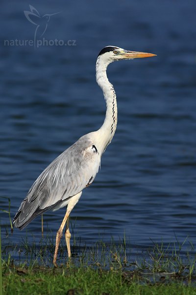 Volavka popelavá (Ardea cinerea), Volavka popelavá evropská (Ardea cinerea cinerea), Grey Heron, Autor: Ondřej Prosický | NaturePhoto.cz, Model: Canon EOS-1D Mark III, Objektiv: Canon EF 400mm f/5.6 L USM, Ohnisková vzdálenost (EQ35mm): 520 mm, stativ Gitzo 1227 LVL, Clona: 6.3, Doba expozice: 1/800 s, ISO: 200, Kompenzace expozice: -1/3, Blesk: Ne, Vytvořeno: 28. listopadu 2007 9:25:22, Bundala National Park (Sri Lanka)