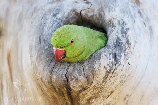 Alexander malý (Psittacula krameri), Alexander malý (Psittacula krameri), Rose-ringed Parakeet, Autor: Ondřej Prosický | NaturePhoto.cz, Model: Canon EOS-1D Mark III, Objektiv: Canon EF 400mm f/5.6 L USM, Ohnisková vzdálenost (EQ35mm): 520 mm, stativ Gitzo 1227 LVL, Clona: 6.3, Doba expozice: 1/160 s, ISO: 400, Kompenzace expozice: 0, Blesk: Ne, Vytvořeno: 28. listopadu 2007 8:52:52, Bundala National Park (Sri Lanka)