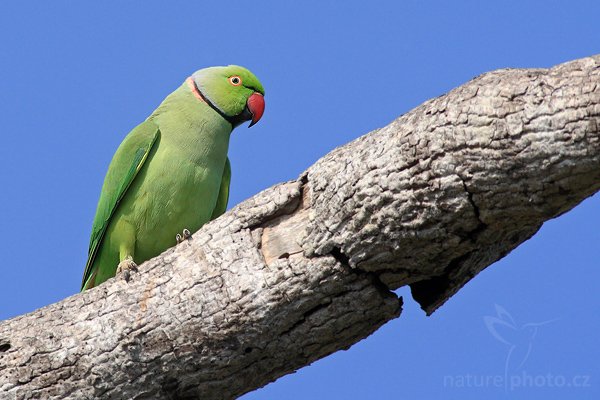 Alexander malý (Psittacula krameri), Alexander malý (Psittacula krameri), Rose-ringed Parakeet, Autor: Ondřej Prosický | NaturePhoto.cz, Model: Canon EOS-1D Mark III, Objektiv: Canon EF 400mm f/5.6 L USM, Ohnisková vzdálenost (EQ35mm): 520 mm, stativ Gitzo 1227 LVL, Clona: 6.3, Doba expozice: 1/1000 s, ISO: 400, Kompenzace expozice: 0, Blesk: Ne, Vytvořeno: 28. listopadu 2007 8:52:18, Bundala National Park (Sri Lanka)