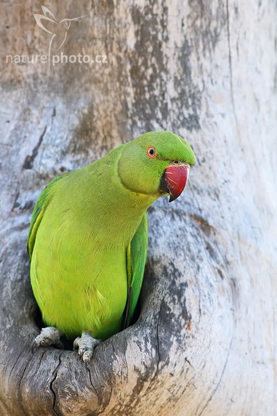 Alexander malý (Psittacula krameri), Alexander malý (Psittacula krameri), Rose-ringed Parakeet, Autor: Ondřej Prosický | NaturePhoto.cz, Model: Canon EOS-1D Mark III, Objektiv: Canon EF 400mm f/5.6 L USM, Ohnisková vzdálenost (EQ35mm): 520 mm, stativ Gitzo 1227 LVL, Clona: 6.3, Doba expozice: 1/200 s, ISO: 400, Kompenzace expozice: 0, Blesk: Ne, Vytvořeno: 28. listopadu 2007 8:53:05, Bundala National Park (Sri Lanka)