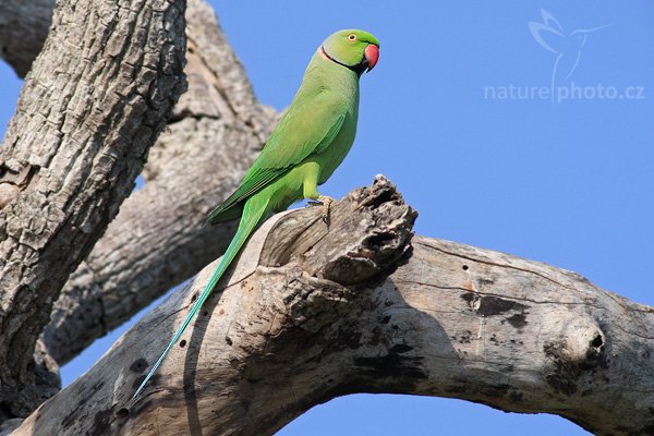 Alexander malý (Psittacula krameri), Alexander malý (Psittacula krameri), Rose-ringed Parakeet, Autor: Ondřej Prosický | NaturePhoto.cz, Model: Canon EOS-1D Mark III, Objektiv: Canon EF 400mm f/5.6 L USM, Ohnisková vzdálenost (EQ35mm): 520 mm, stativ Gitzo 1227 LVL, Clona: 6.3, Doba expozice: 1/1000 s, ISO: 400, Kompenzace expozice: 0, Blesk: Ne, Vytvořeno: 28. listopadu 2007 8:52:07, Bundala National Park (Sri Lanka)