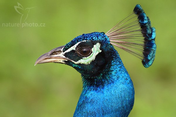 Páv korunkatý (Pavo cristatus), Páv korunkatý (Pavo cristatus), Indian Peafowl, Autor: Ondřej Prosický | NaturePhoto.cz, Model: Canon EOS-1D Mark III, Objektiv: Canon EF 400mm f/5.6 L USM, Ohnisková vzdálenost (EQ35mm): 520 mm, stativ Gitzo 1227 LVL, Clona: 5.6, Doba expozice: 1/400 s, ISO: 800, Kompenzace expozice: +2/3, Blesk: Ne, Vytvořeno: 4. prosince 2007 8:03:36, Bundala National Park (Sri Lanka