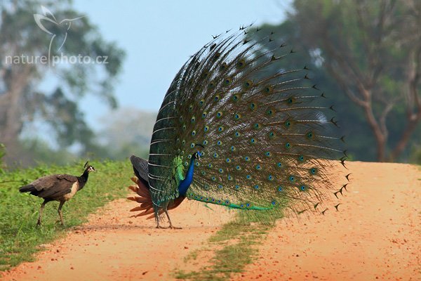 Páv korunkatý (Pavo cristatus), Páv korunkatý (Pavo cristatus), Indian Peafowl, Autor: Ondřej Prosický | NaturePhoto.cz, Model: Canon EOS-1D Mark III, Objektiv: Canon EF 400mm f/5.6 L USM, Ohnisková vzdálenost (EQ35mm): 520 mm, stativ Gitzo 1227 LVL, Clona: 6.3, Doba expozice: 1/400 s, ISO: 800, Kompenzace expozice: +2/3, Blesk: Ne, Vytvořeno: 4. prosince 2007 8:00:31, Bundala National Park (Sri Lanka)