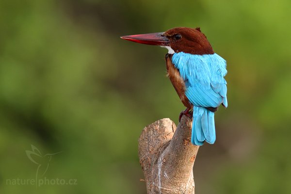 Ledňáček hnědohlavý (Halcyon smyrnensis), Ledňáček hnědohlavý (Halcyon smyrnensis), White-throated Kingfisher, Autor: Ondřej Prosický | NaturePhoto.cz, Model: Canon EOS-1D Mark III, Objektiv: Canon EF 400mm f/5.6 L USM, Ohnisková vzdálenost (EQ35mm): 520 mm, stativ Gitzo 1227 LVL, Clona: 5.6, Doba expozice: 1/400 s, ISO: 320, Kompenzace expozice: 0, Blesk: Ne, Vytvořeno: 13. prosince 2007 7:40:32, Madu River, Balapitiya (Sri Lanka)