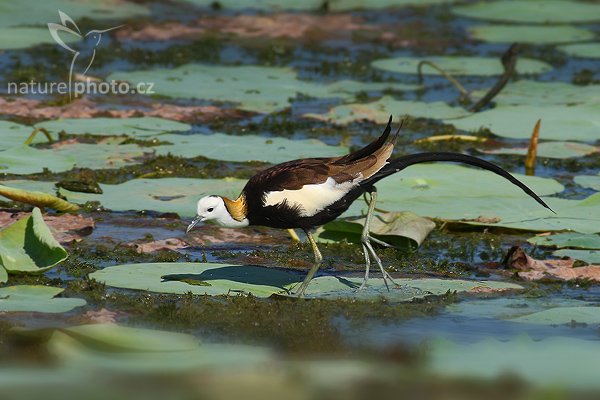 Ostnák bažantovitý (Hydrophasianus chirurgus), Ostnák bažantovitý (Hydrophasianus chirurgus), Pheasant-tailed Jacana, Autor: Ondřej Prosický | NaturePhoto.cz, Model: Canon EOS-1D Mark III, Objektiv: Canon EF 400mm f/5.6 L USM, Ohnisková vzdálenost (EQ35mm): 520 mm, stativ Gitzo 1227 LVL, Clona: 5.6, Doba expozice: 1/1250 s, ISO: 320, Kompenzace expozice: -1/3, Blesk: Ne, Vytvořeno: 29. listopadu 2007 9:05:47, Tissahamarama (Sri Lanka)