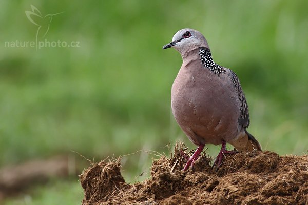 Hrdlička kropenatá (Streptopelia chinensis), Hrdlička kropenatá (Streptopelia chinensis), Spotted Dove, Autor: Ondřej Prosický | NaturePhoto.cz, Model: Canon EOS-1D Mark III, Objektiv: Canon EF 400mm f/5.6 L USM, Ohnisková vzdálenost (EQ35mm): 520 mm, stativ Gitzo 1227 LVL, Clona: 6.3, Doba expozice: 1/400 s, ISO: 400, Kompenzace expozice: -1/3, Blesk: Ne, Vytvořeno: 30. listopadu 2007 9:56:49, Tissahamarama (Sri Lanka)