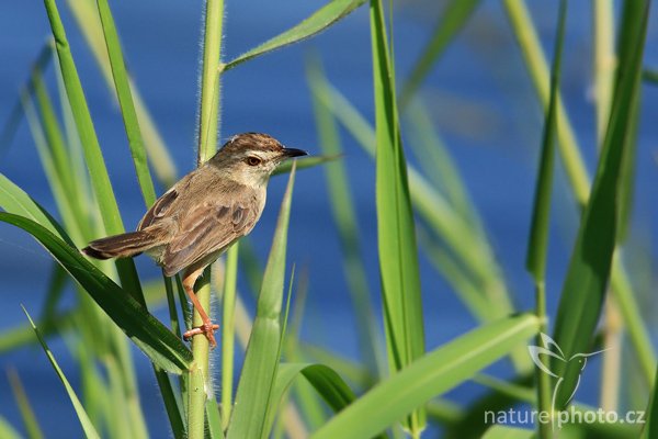 Cistovník rákosníkový (Cisticola juncidis), Cistovník rákosníkový (Cisticola juncidis), Zitting Cisticola, Autor: Ondřej Prosický | NaturePhoto.cz, Model: Canon EOS-1D Mark III, Objektiv: Canon EF 400mm f/5.6 L USM, Ohnisková vzdálenost (EQ35mm): 520 mm, stativ Gitzo 1227 LVL, Clona: 7.1, Doba expozice: 1/500 s, ISO: 250, Kompenzace expozice: -1/3, Blesk: Ne, Vytvořeno: 30. listopadu 2007 9:06:52, Tissahamarama (Sri Lanka)