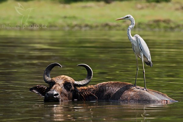 Volavka popelavá (Ardea cinerea), Volavka popelavá evropská (Ardea cinerea cinerea), Grey Heron, Autor: Ondřej Prosický | NaturePhoto.cz, Model: Canon EOS-1D Mark III, Objektiv: Canon EF 400mm f/5.6 L USM, Ohnisková vzdálenost (EQ35mm): 520 mm, stativ Gitzo 1227 LVL, Clona: 5.6, Doba expozice: 1/640 s, ISO: 100, Kompenzace expozice: -1, Blesk: Ne, Vytvořeno: 28. listopadu 2007 10:12:24, Bundala National Park (Sri Lanka)