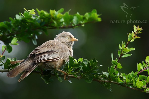 Timálie srílanská (Turdoides rufescens), Timálie srílanská (Turdoides rufescens), Orange-billed babbler, Autor: Ondřej Prosický | NaturePhoto.cz, Model: Canon EOS-1D Mark III, Objektiv: Canon EF 400mm f/5.6 L USM, Ohnisková vzdálenost (EQ35mm): 520 mm, stativ Gitzo 1227 LVL, Clona: 6.3, Doba expozice: 1/125 s, ISO: 500, Kompenzace expozice: 0, Blesk: Ne, Vytvořeno: 30. listopadu 2007 10:10:26, Tissahamarama (Sri Lanka)