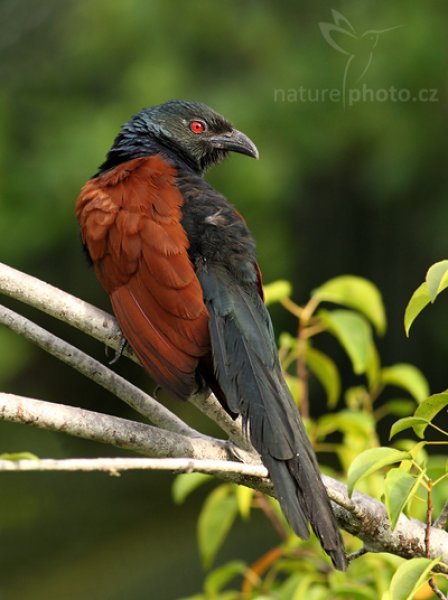 Kukačka vraní ((Centropus sinensis), Kukačka vraní (Centropus sinensis), Greater Coucal, Autor: Ondřej Prosický | NaturePhoto.cz, Model: Canon EOS-1D Mark III, Objektiv: Canon EF 400mm f/5.6 L USM, Ohnisková vzdálenost (EQ35mm): 520 mm, stativ Gitzo 1227 LVL, Clona: 5.6, Doba expozice: 1/400 s, ISO: 640, Kompenzace expozice: 0, Blesk: Ne, Vytvořeno: 13. prosince 2007 7:29:31, Madu River, Balapitiya (Sri Lanka)