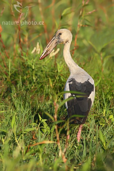 Zejozob asijský (Anastomus oscitans), Zejozob asijský (Anastomus oscitans), Openbill Stork, Autor: Ondřej Prosický | NaturePhoto.cz, Model: Canon EOS-1D Mark III, Objektiv: Canon EF 400mm f/5.6 L USM, Ohnisková vzdálenost (EQ35mm): 520 mm, stativ Gitzo 1227 LVL, Clona: 6.3, Doba expozice: 1/500 s, ISO: 500, Kompenzace expozice: +1/3, Blesk: Ne, Vytvořeno: 30. listopadu 2007 16:51:25, Tissahamarama (Sri Lanka)