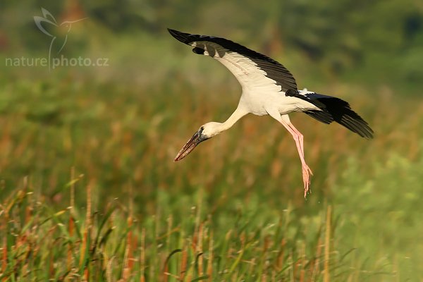 Zejozob asijský (Anastomus oscitans), Zejozob asijský (Anastomus oscitans), Openbill Stork, Autor: Ondřej Prosický | NaturePhoto.cz, Model: Canon EOS-1D Mark III, Objektiv: Canon EF 400mm f/5.6 L USM, Ohnisková vzdálenost (EQ35mm): 520 mm, stativ Gitzo 1227 LVL, Clona: 6.3, Doba expozice: 1/500 s, ISO: 500, Kompenzace expozice: 0, Blesk: Ne, Vytvořeno: 30. listopadu 2007 16:55:46, Tissahamarama (Sri Lanka)