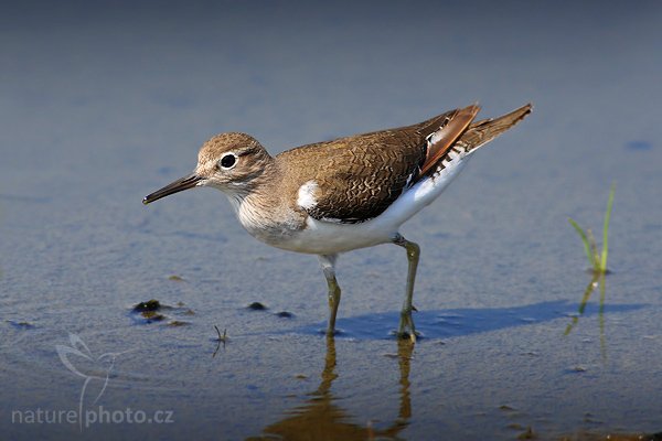 Pisík obecný (Tringa hypoleucos), Pisík obecný (Tringa hypoleucos), Common Sandpiper, Autor: Ondřej Prosický | NaturePhoto.cz, Model: Canon EOS-1D Mark III, Objektiv: Canon EF 400mm f/5.6 L USM, Ohnisková vzdálenost (EQ35mm): 520 mm, stativ Gitzo 1227 LVL, Clona: 5.6, Doba expozice: 1/800 s, ISO: 320, Kompenzace expozice: 0, Blesk: Ne, Vytvořeno: 28. listopadu 2007 10:05:05, Bundala National Park (Sri Lanka)